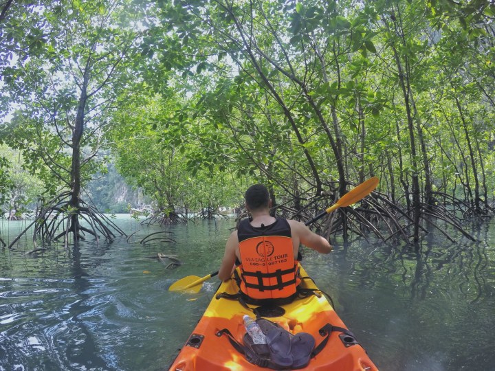 ko hong lagoon krabi thailand mangrove forest kayak
