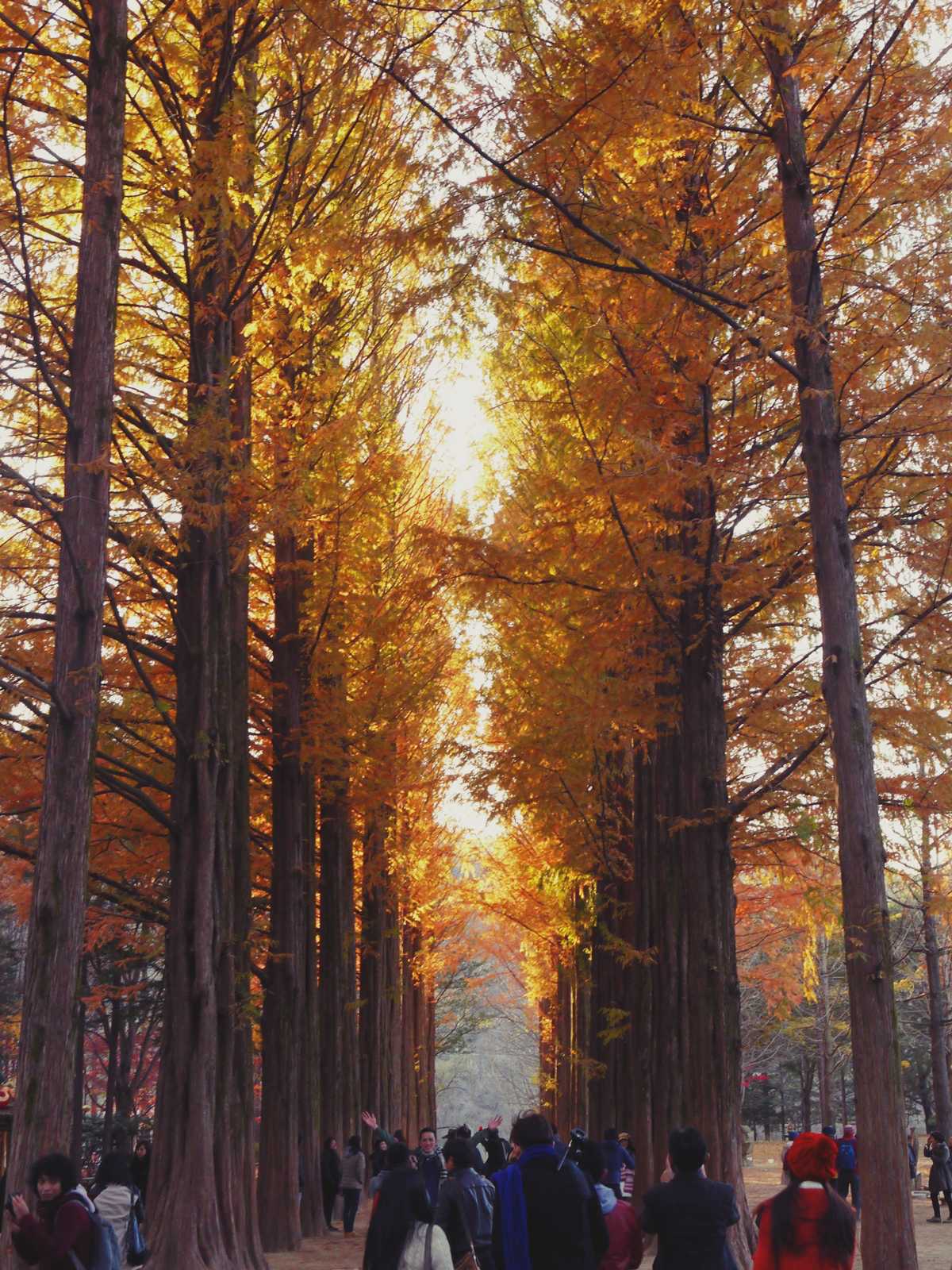 nami island south korea