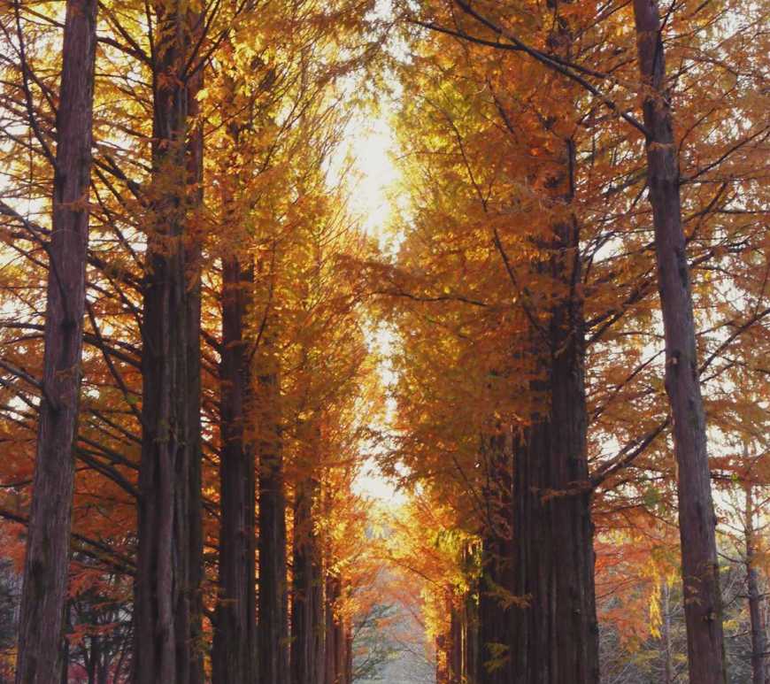 nami island south korea